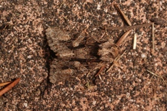 Dryobotodes tenebrosa