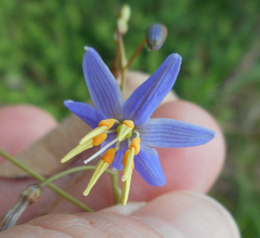 Dianella longifolia