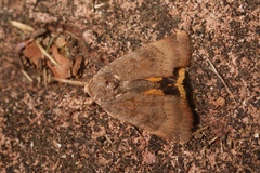 Noctua janthina