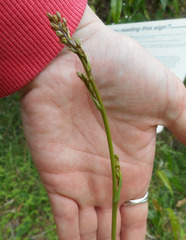 Dianella longifolia
