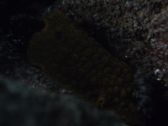 Doris wellingtonensis