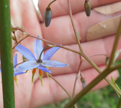 Dianella longifolia