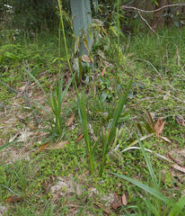 Dianella longifolia
