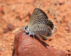 Freyeria trochylus