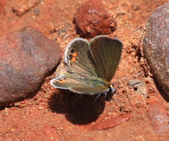 Freyeria trochylus