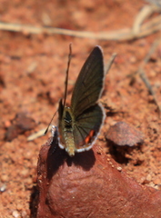 Freyeria trochylus