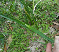 Dianella longifolia