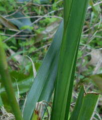 Dianella longifolia
