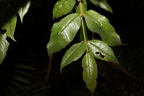 Image of Polyosma hirsuta by (c) Greg Tasney, some rights reserved (CC BY-SA)