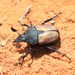 Relict Chafers - Photo (c) Malcolm Douglas 6iuxk 6k, some rights reserved (CC BY-NC), uploaded by Malcolm Douglas 6iuxk 6k