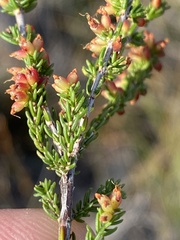 Erica anguliger