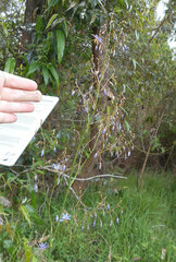 Dianella longifolia