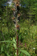 Saussurea baicalensis