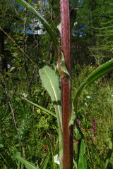 Saussurea baicalensis