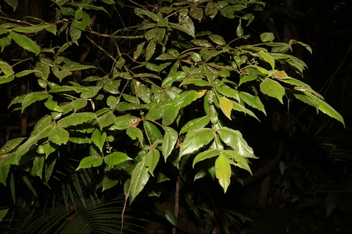 Image of Polyosma hirsuta by (c) Greg Tasney, some rights reserved (CC BY-SA)