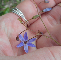 Dianella longifolia