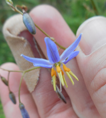 Dianella longifolia
