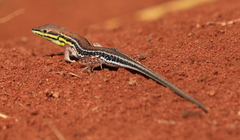 Ichnotropis capensis