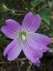 Malva weinmanniana
