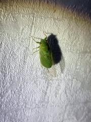 Chlorocysta vitripennis