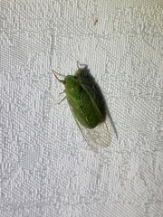 Chlorocysta vitripennis