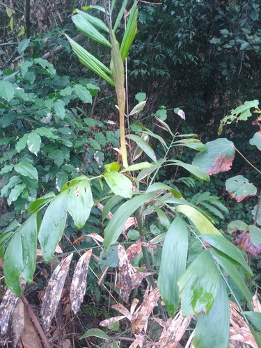 Rattan (Eremospatha cabrae)