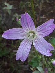 Malva weinmanniana