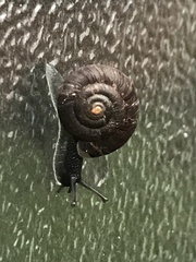 Trochulus striolatus