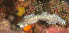 Pseudoceros laingensis