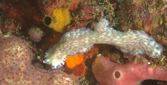 Pseudoceros laingensis