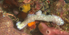 Pseudoceros laingensis