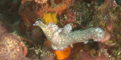 Pseudoceros laingensis
