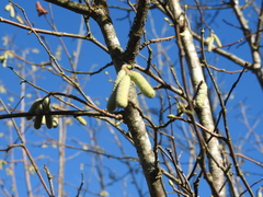 Corylus