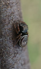 Zenodorus orbiculatus