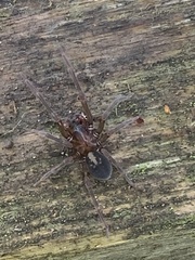 Amaurobius fenestralis