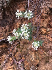 Pimelea humilis