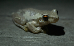 Litoria dentata