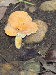 Russula flavida
