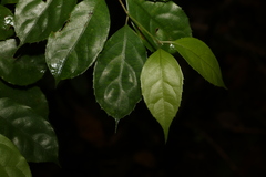 Levieria acuminata