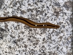 Australopacifica regina