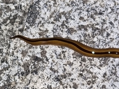 Australopacifica regina