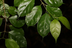 Levieria acuminata