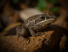 Litoria nasuta