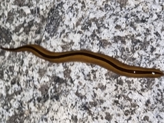 Australopacifica regina