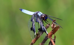 Palpopleura portia