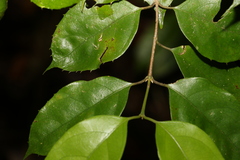 Levieria acuminata