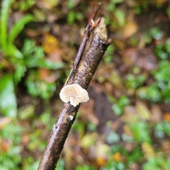 Panellus mitis
