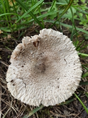 Agaricaceae