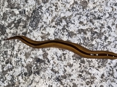 Australopacifica regina