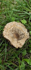 Agaricaceae
